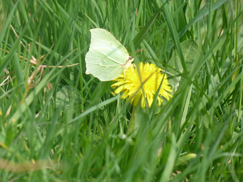 Male Brimstone at SNL (2)
