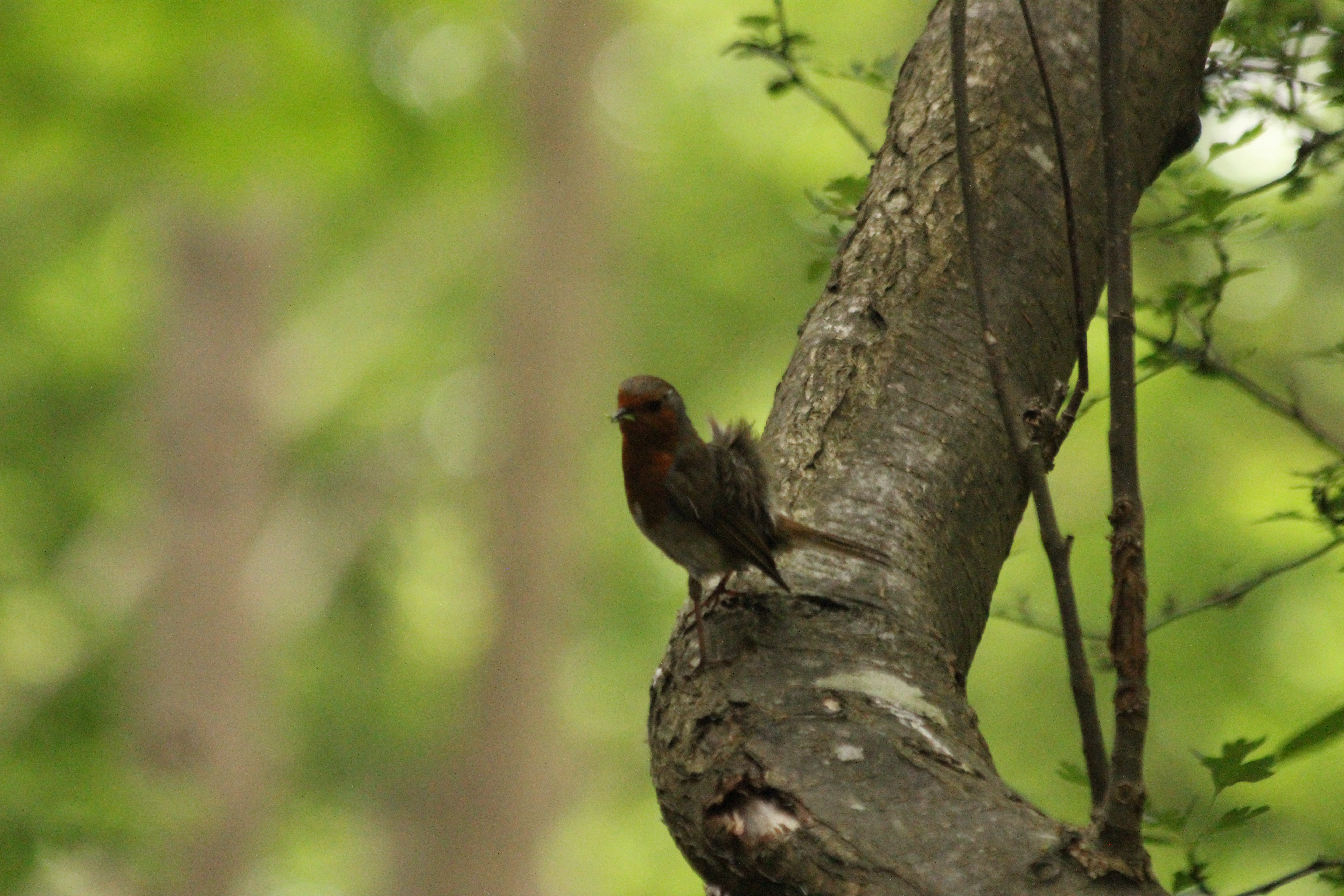 Friendly Robin at Garthorne Road