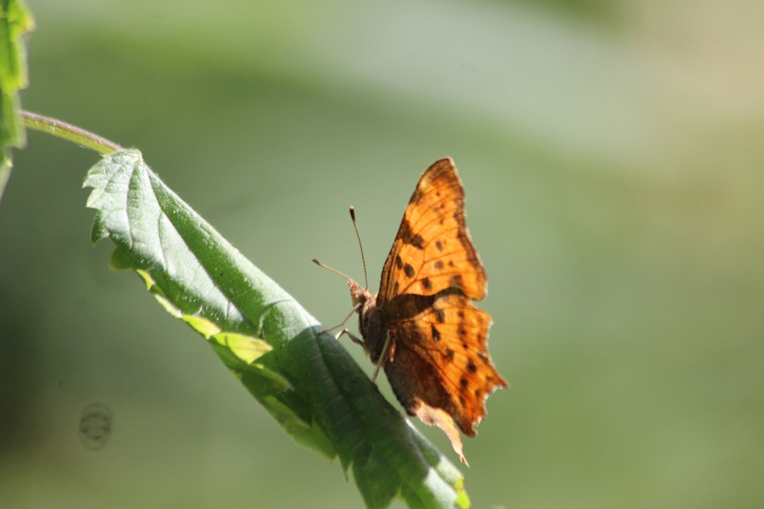 Comma at SHW (7)