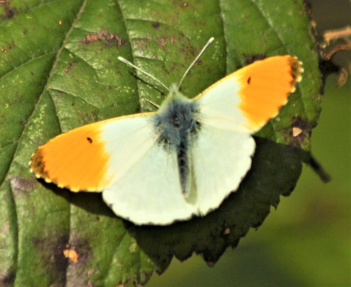 Male Orange tip butterfly