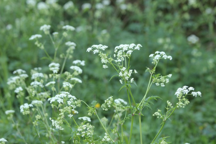 Cow-parsley