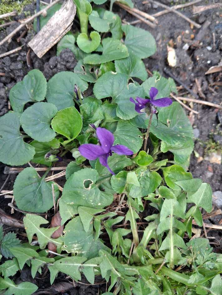 Violets in flower
