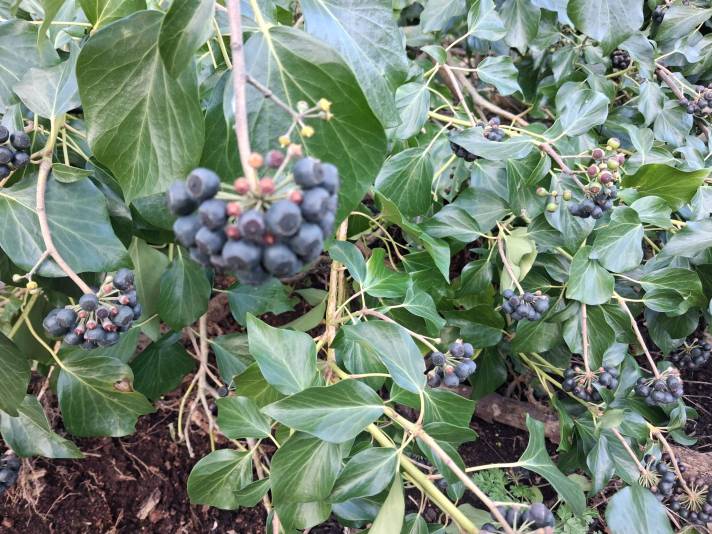 Ivy berries